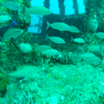 Wreck